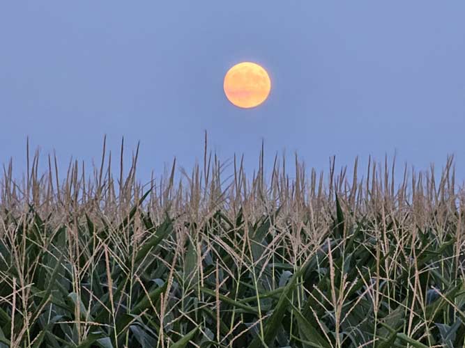 A full moon illuminates a corn field in Le Mars, IA